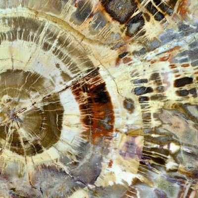 Petrified Wood
