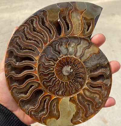 Ammonite Fossil