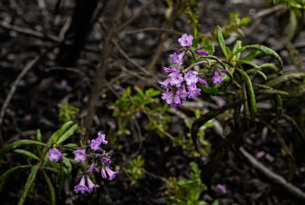 Yerba Santa plant with narrow green leaves and small blossoms