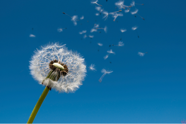 A dandelion releasing its seeds into a clear blue sky