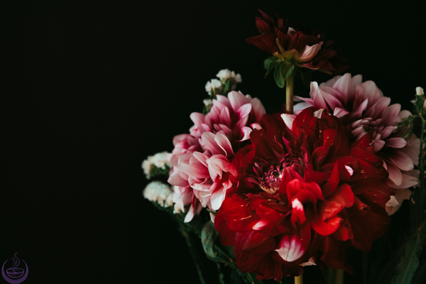 Deep red and pink dahlias against a black background