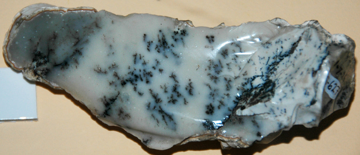 Dendritic Opal with fern-like mineral inclusions branching through pale stone