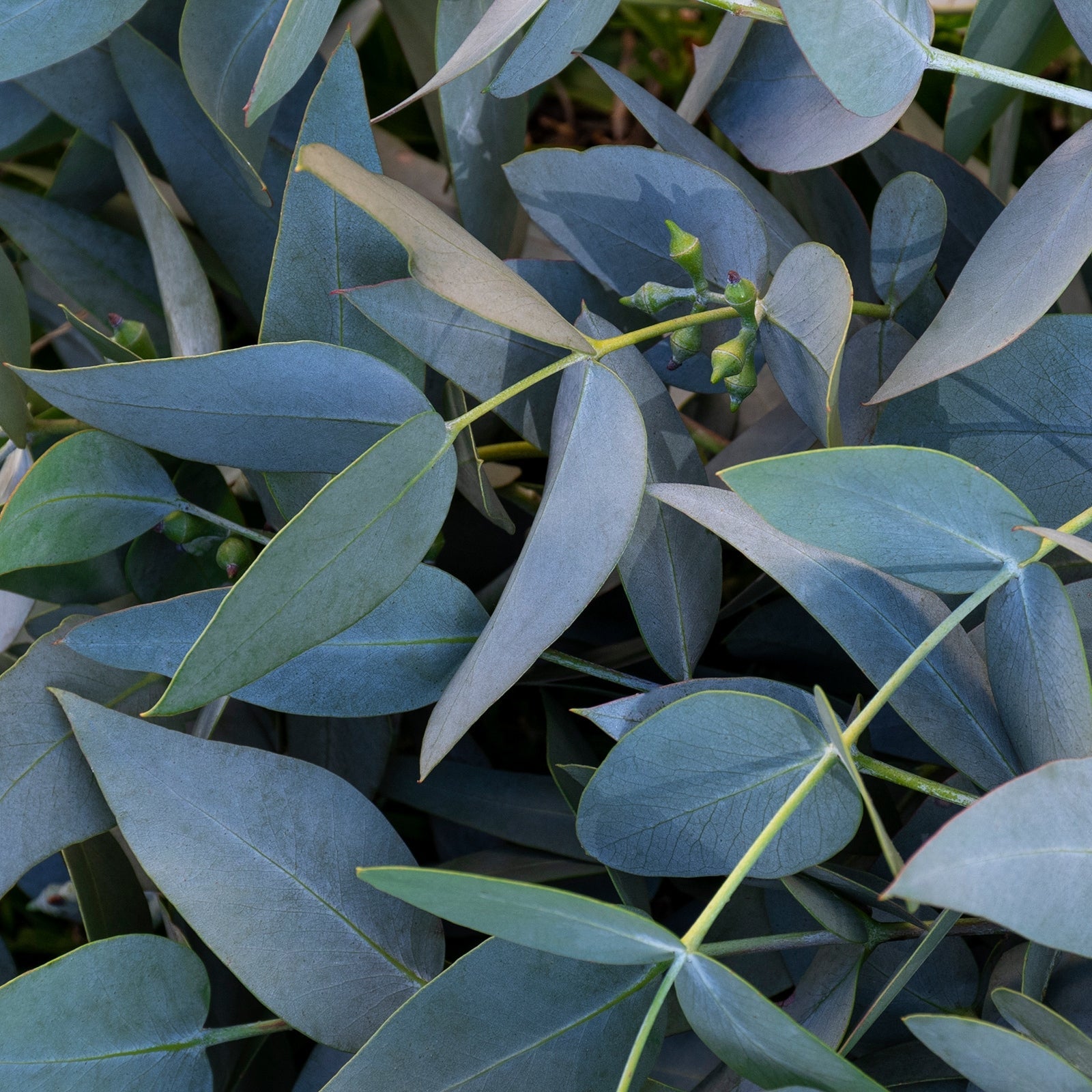 Eucalyptus