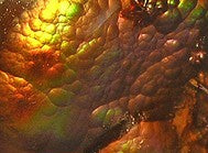 Polished Fire Agate showing iridescent copper-orange flash patterns