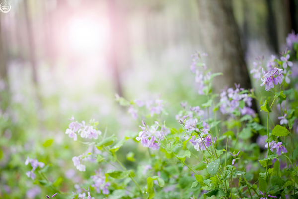 Soft-focus lilac wildflowers in a green spring woodland with pale pink morning light.