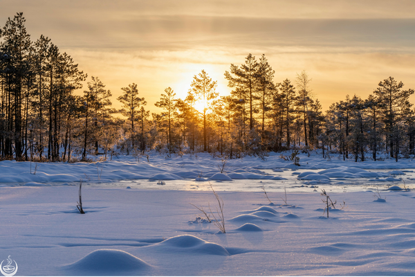 Low winter sun shining through pine trees over a snow-covered clearing