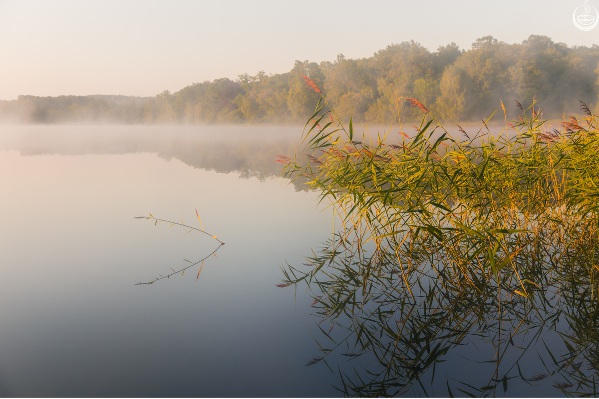 Mist lifting off a still lake at dawn with reeds in the foreground