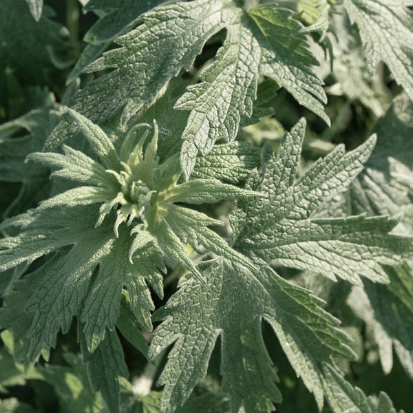 Mugwort (Black Sage)