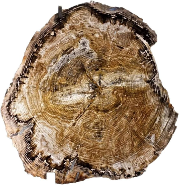   - Polished petrified wood showing preserved grain in earthy brown, tan, and red tones