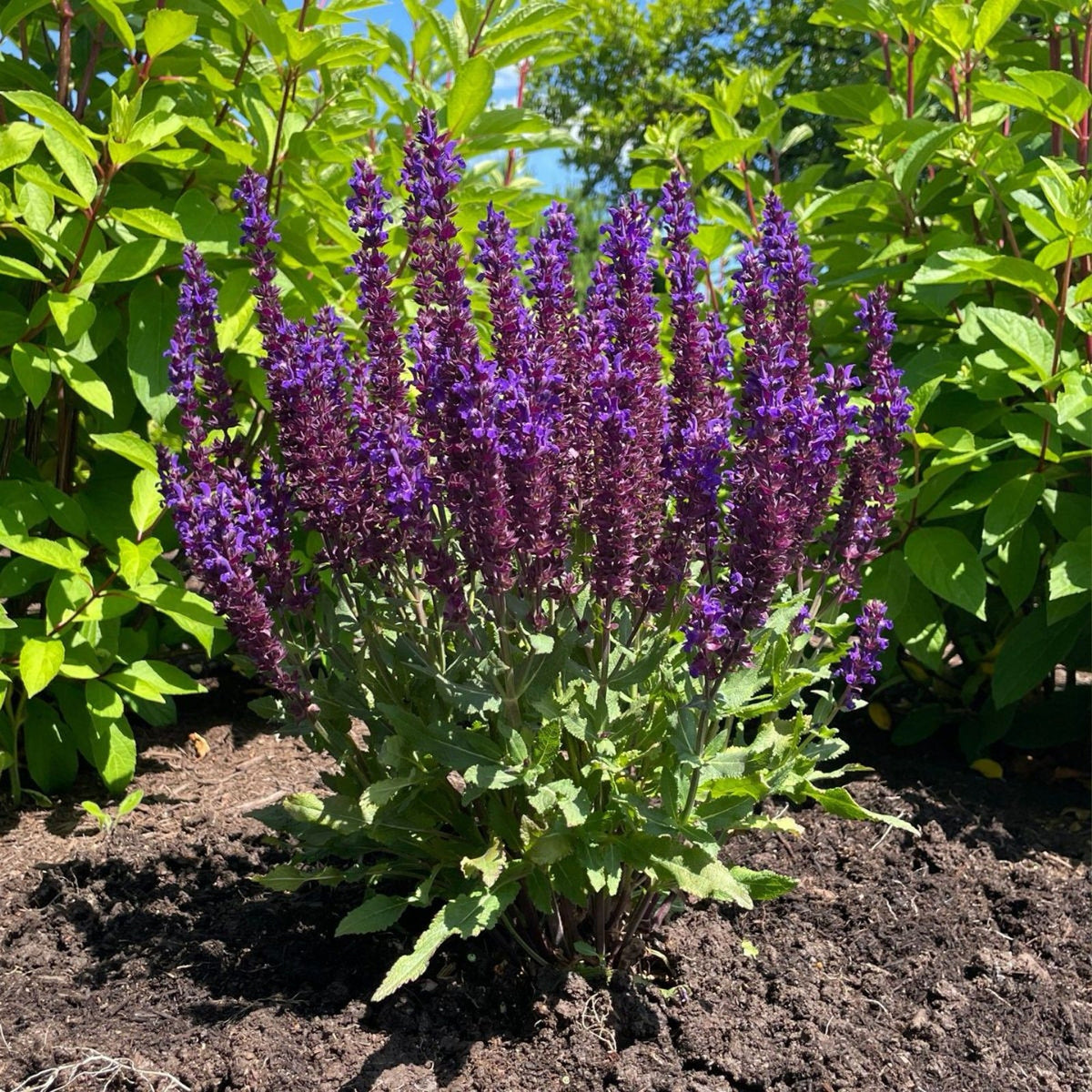 Purple Sage (Reversible) – Sage Spirits crystal guide
