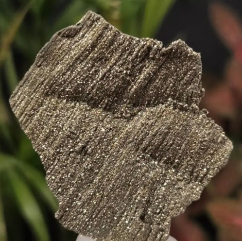 Pyritized wood