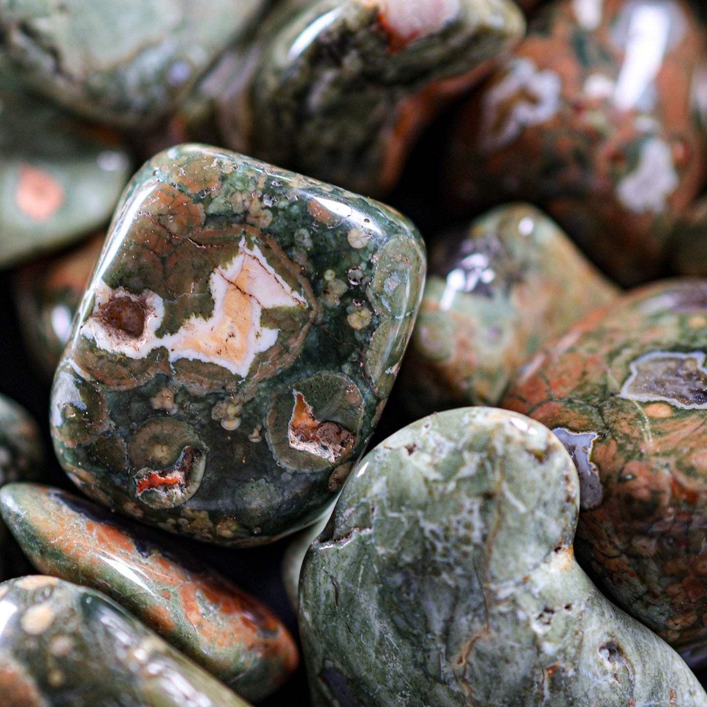 Rhyolite Rainforest