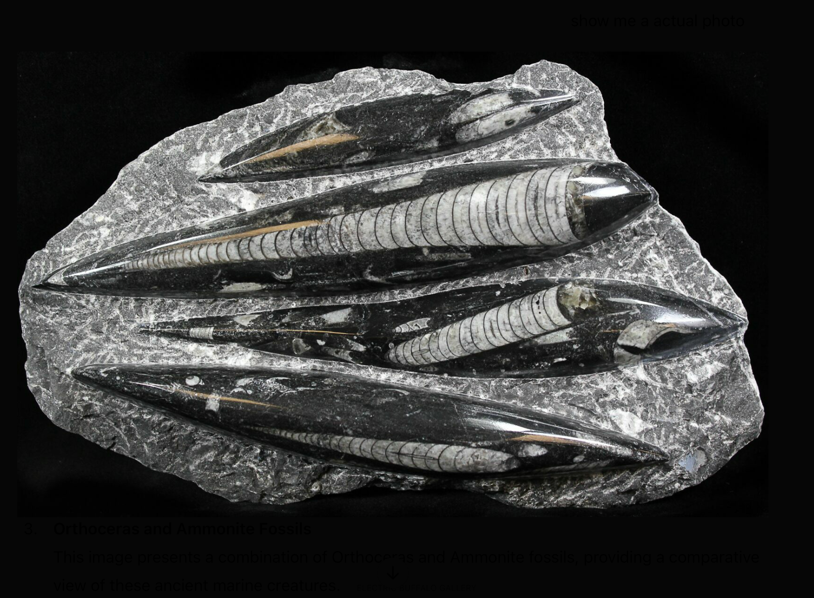 Orthoceras Fossil