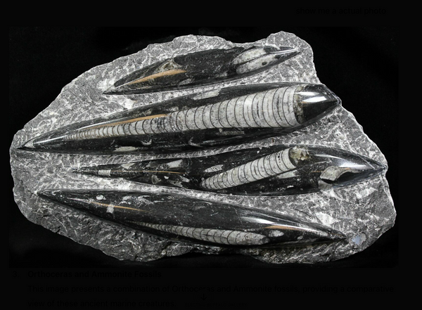 Orthoceras Fossil
