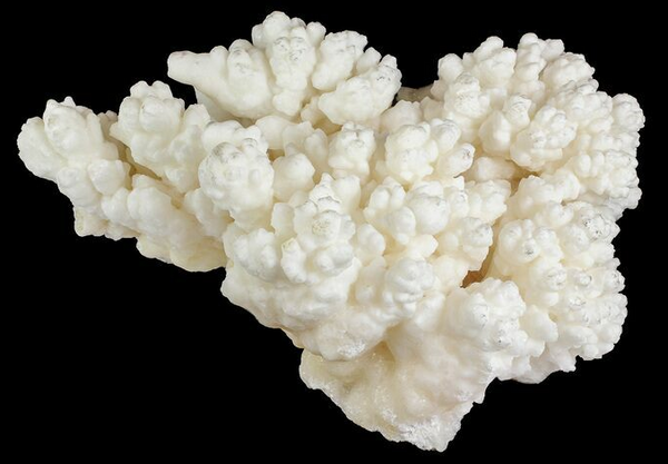 Creamy-white botryoidal Aragonite Cave Calcite cluster from Moroccan cave.