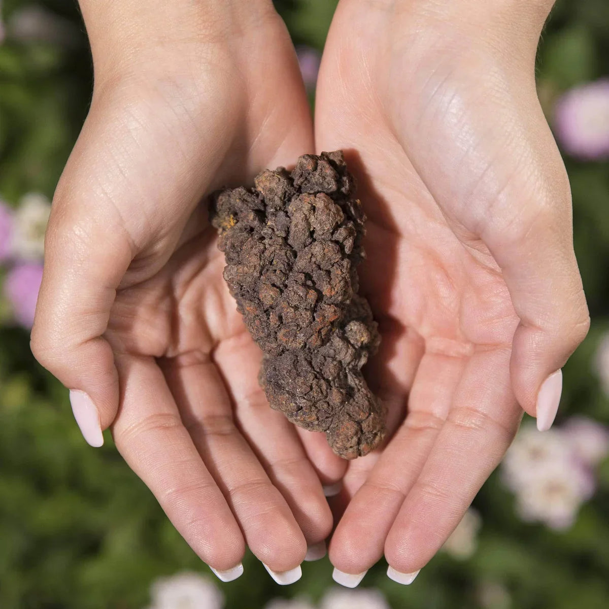 dinosaur-dung-poop-coprolite-from-madagascar