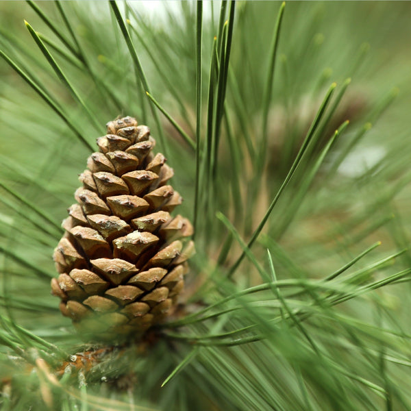Pine
