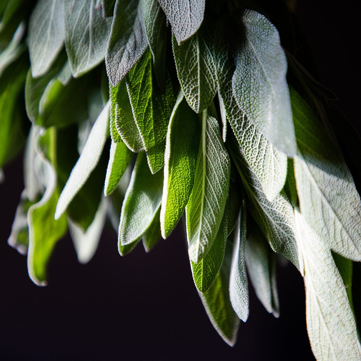 White Sage crystal – Sage Spirits crystal guide