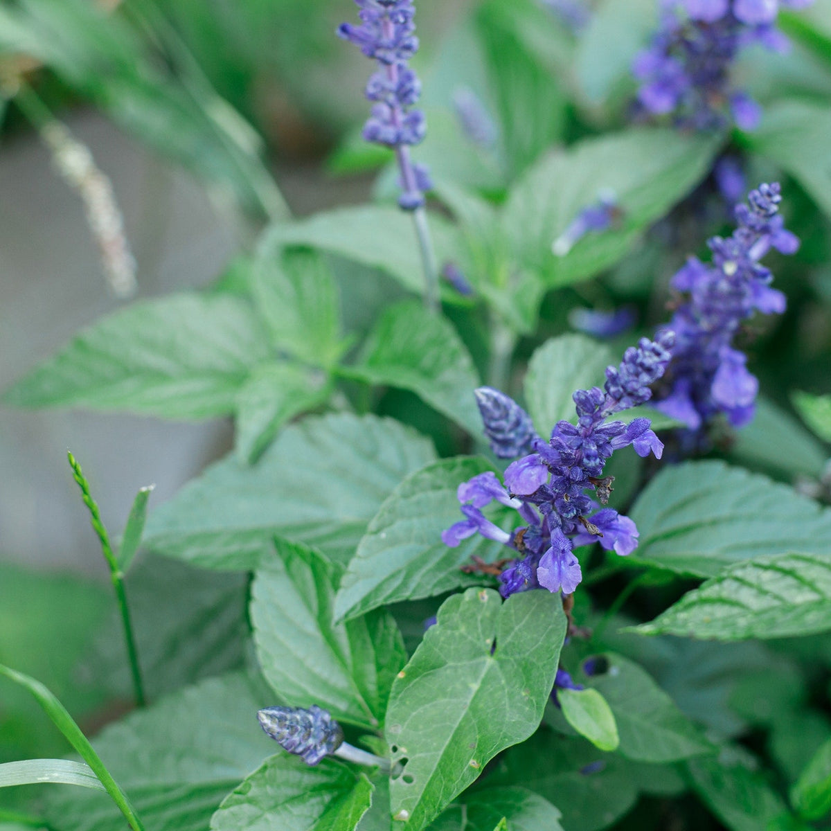 Blue Sage