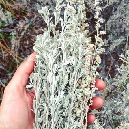 Desert Sage