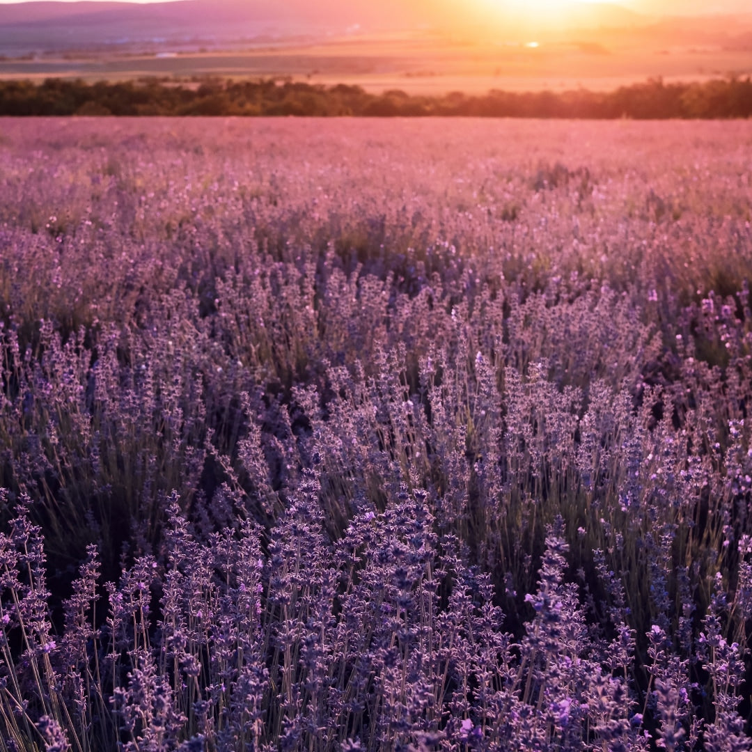 Calm And Stress Relief