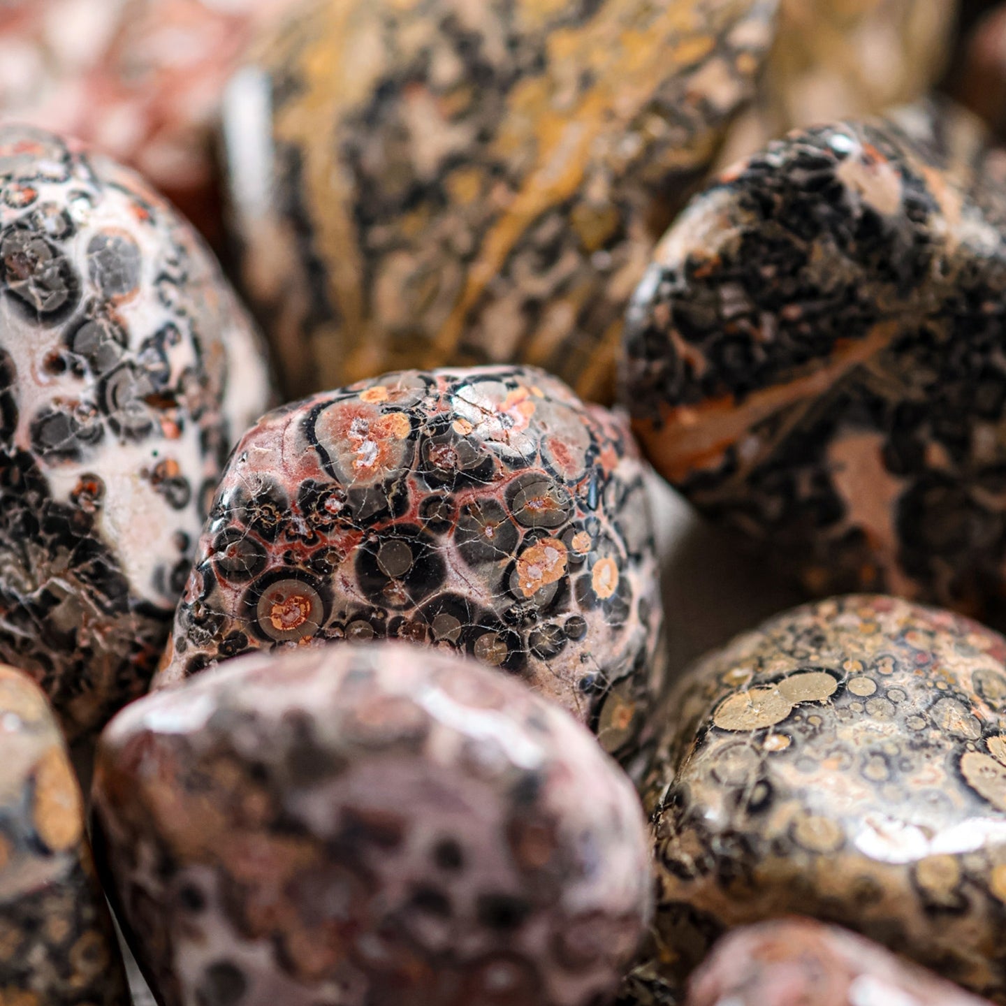 Leopardskin Jasper