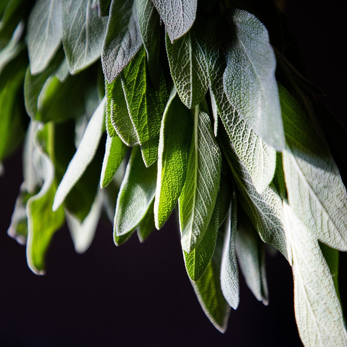 White Sage