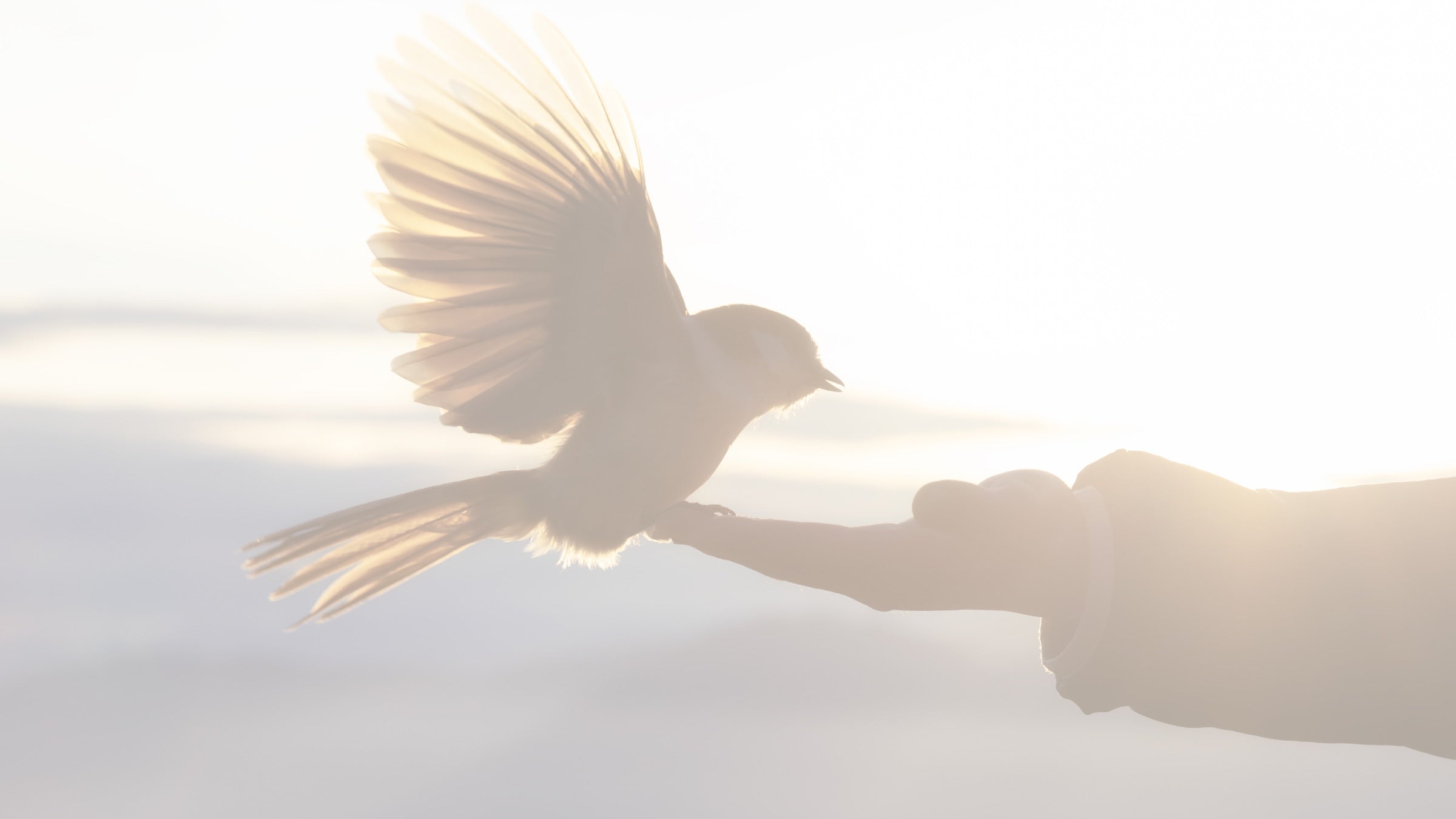 Silhouette of a bird taking flight from a person's hand against a bright background