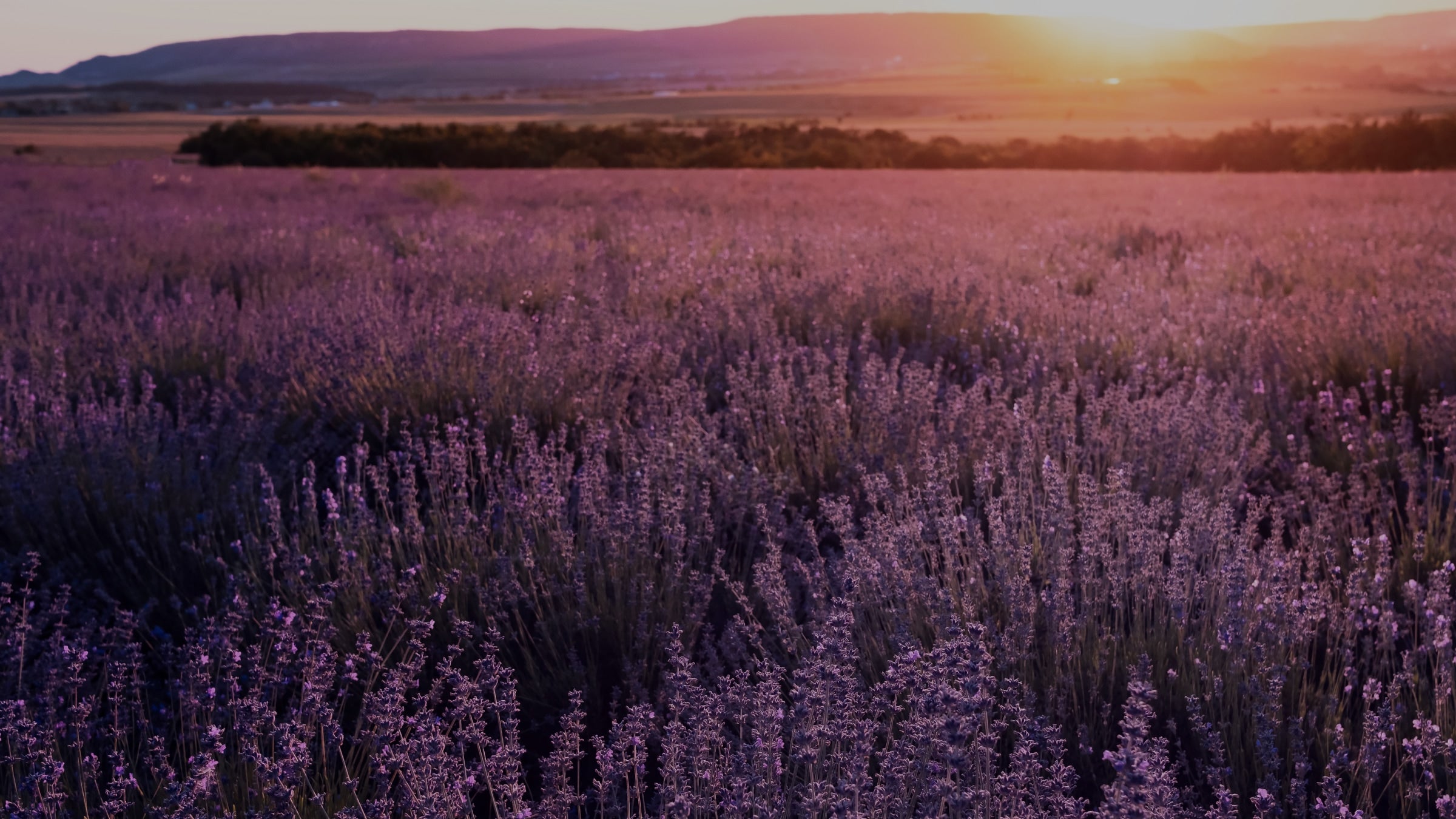 Sunset over a field of lavender with mountains in the background