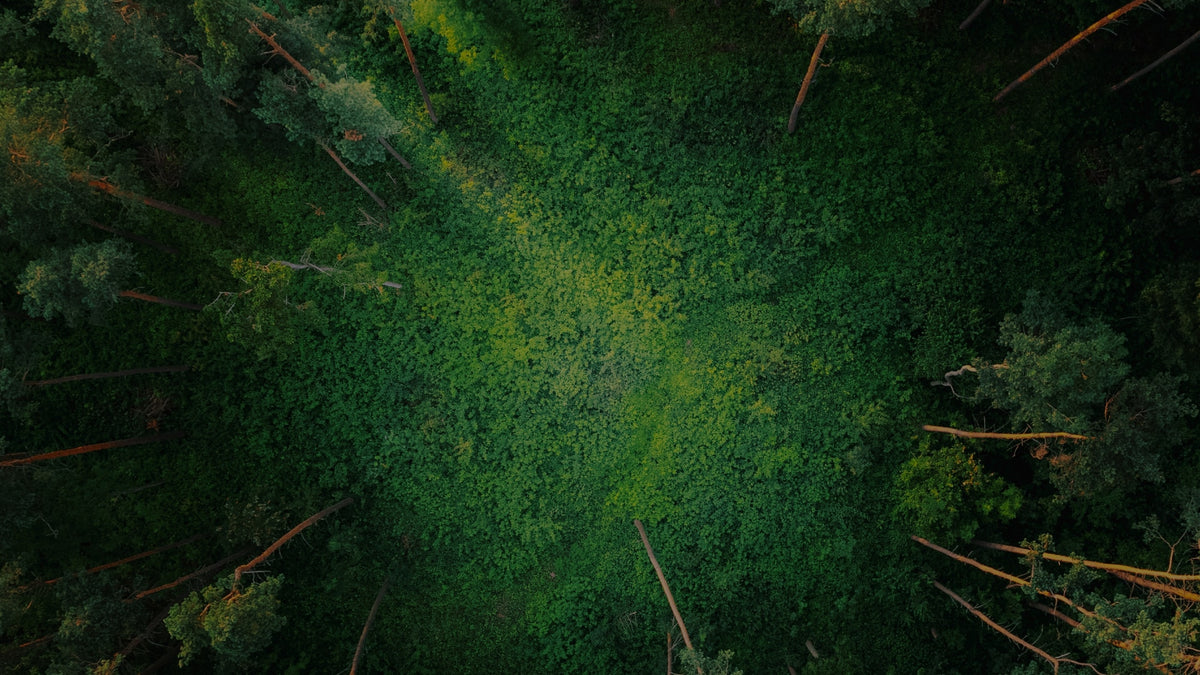 Aerial view of a dense forest canopy