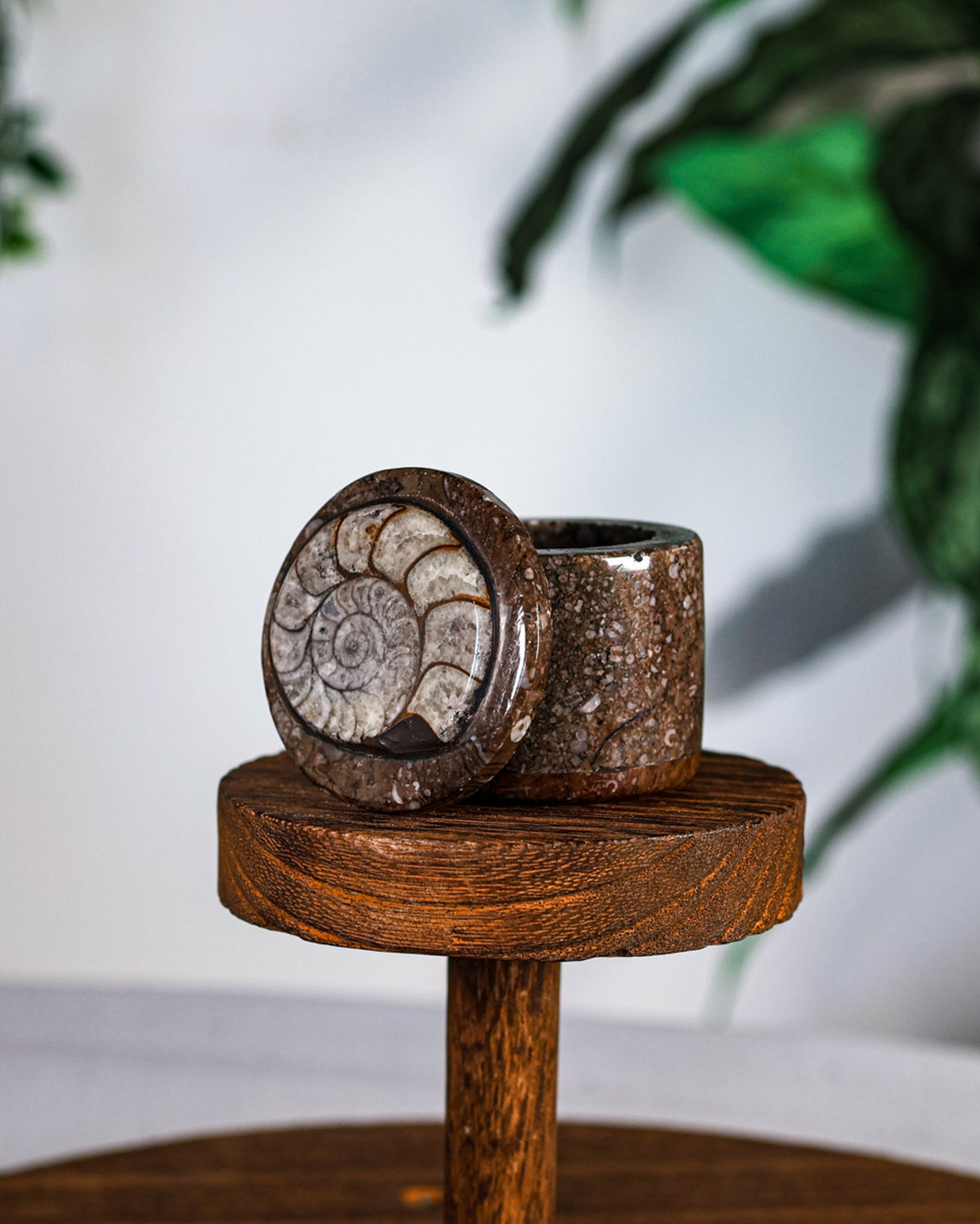 Orthoceras Jewelry Box with Ammonite Fossil top