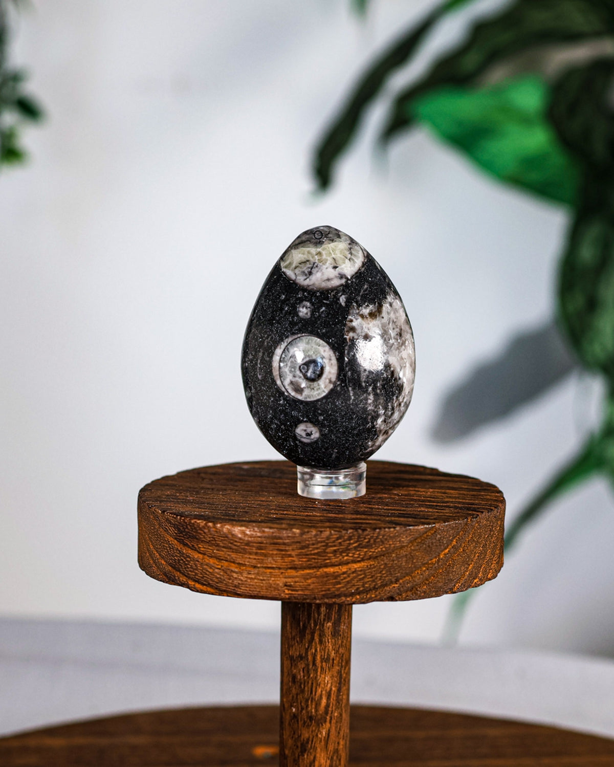 Orthoceras Polished Egg