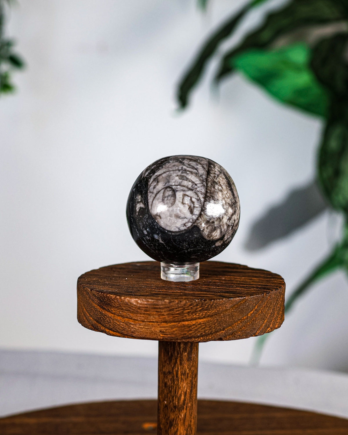 Orthoceras Sphere
