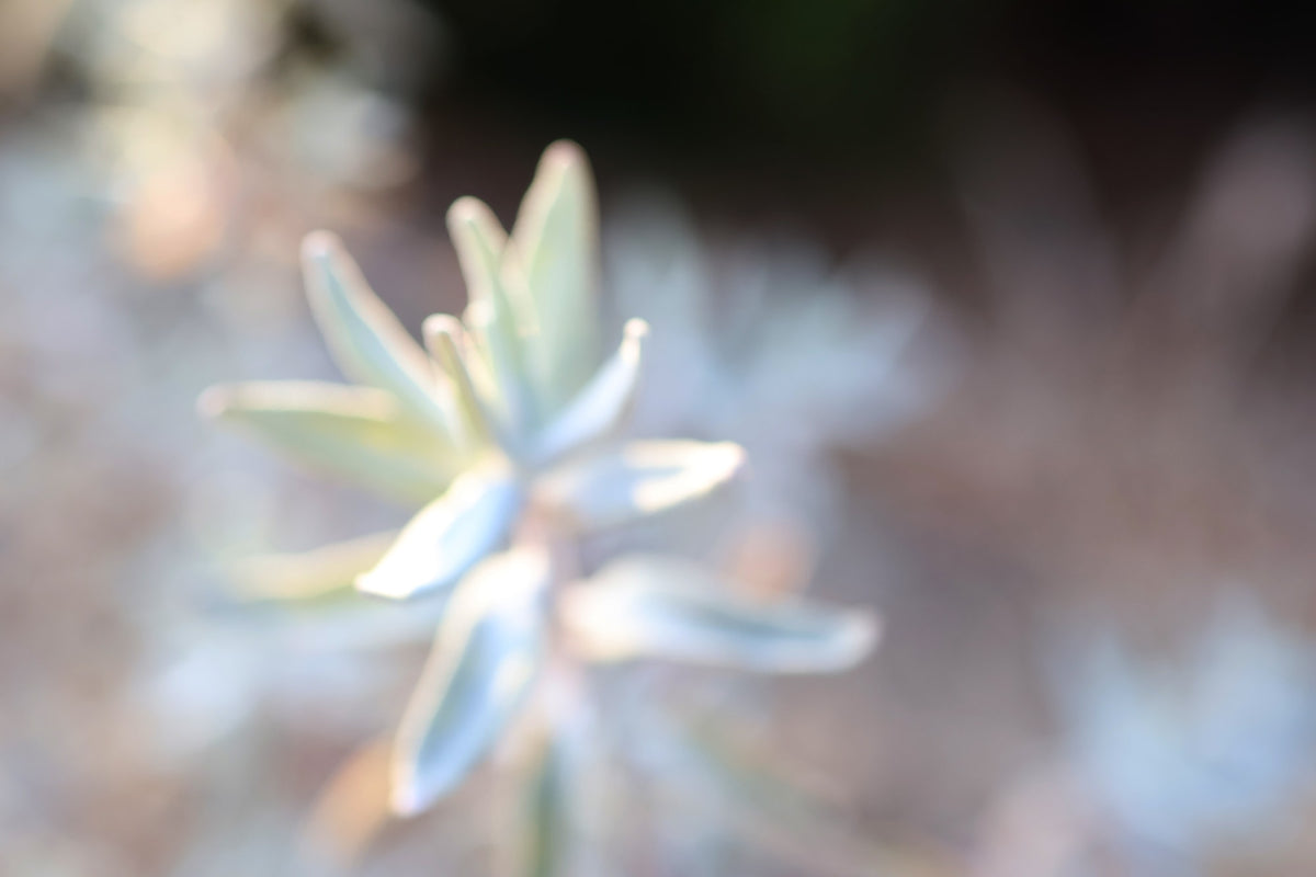 White sage bundle background photo – Sage Spirits